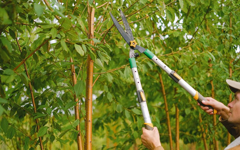 Tree trimming in Tulelake, CA